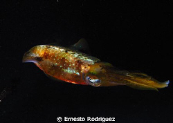 photo with canon g9 inon strobes by Ernesto Rodriguez 